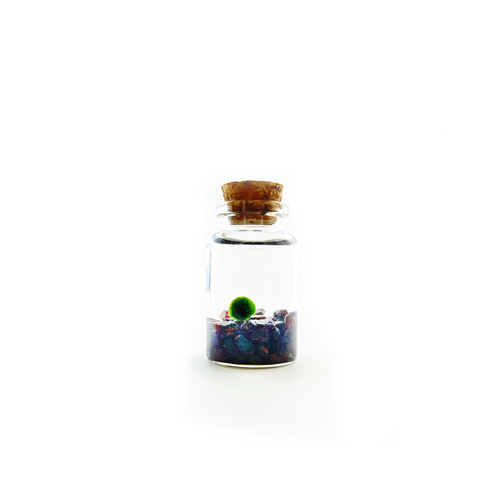 Moss Niño - Garnet