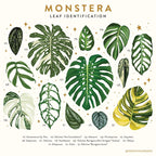 Leaf Identification 11x17 Art Print