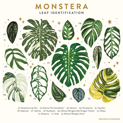 Leaf Identification 11x17 Art Print