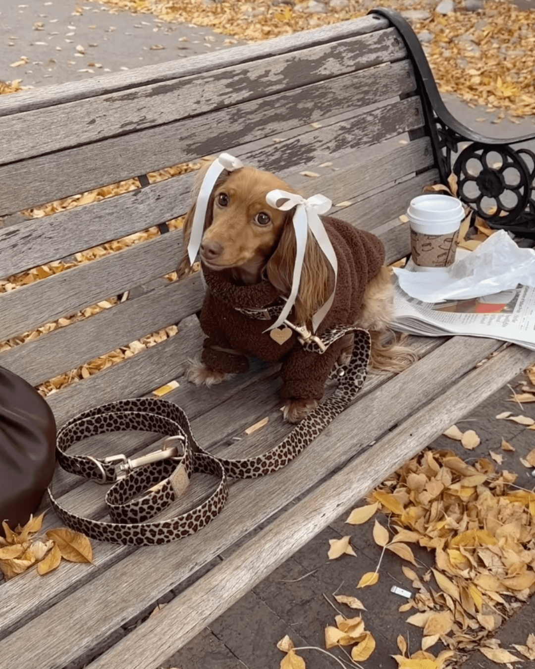 Waterproof Leopard Dog Collar