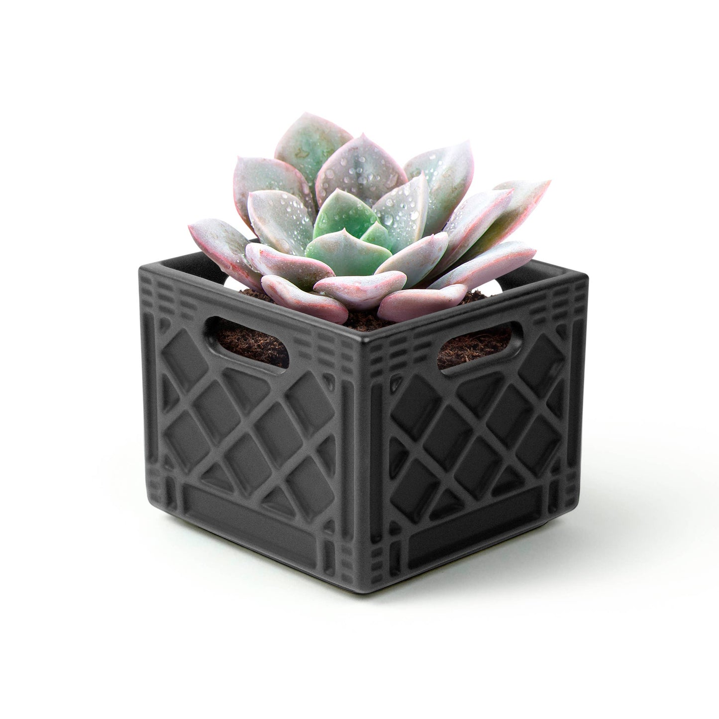 Fancy Plants Milk Crate Planter
