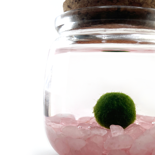 Moss Chico - Rose Quartz