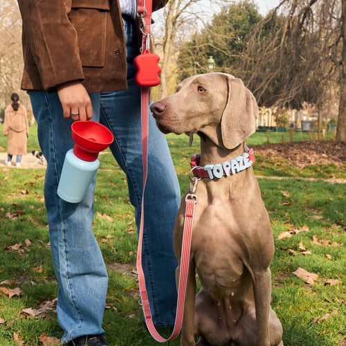 Striped Dog Collar: Cherry/Sky