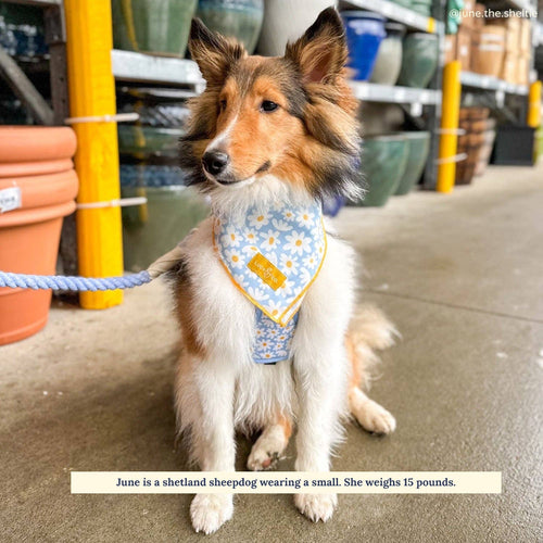 Dog Bandana - Simply Splendid