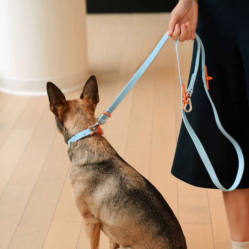 The Fritz Dog Collar