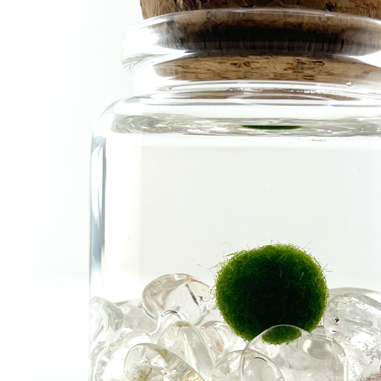 Moss Rico - Clear Quartz