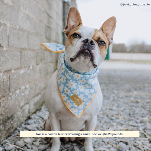 Dog Bandana - Simply Splendid