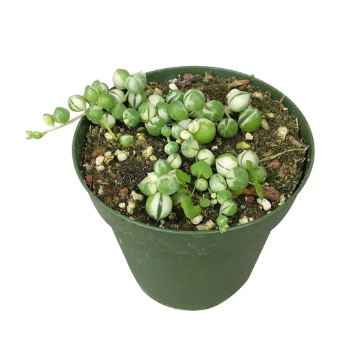 [HOUSEPLANT] Variegated String Of Pearls - 4 inch