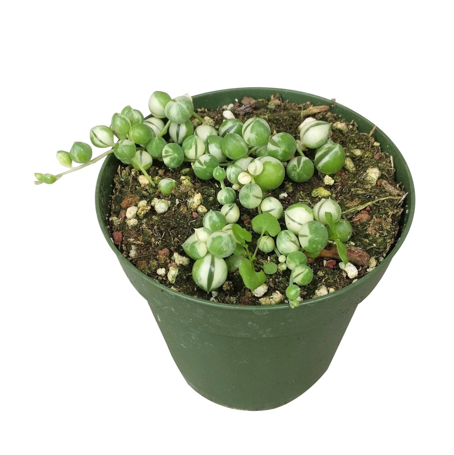 [HOUSEPLANT] Variegated String Of Pearls - 4 inch