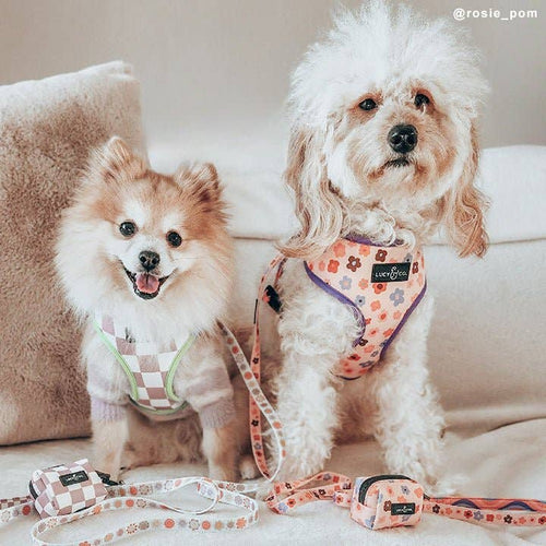 The Let's Groove Dog Leash
