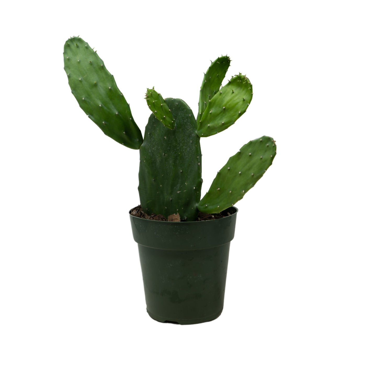 [HOUSEPLANT] 6” Cactus Optunia