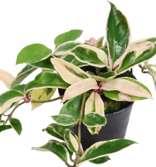 [HOUSEPLANT] 6" Hoya Carnosa