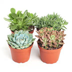 [HOUSEPLANT] Assorted 4" Succulents