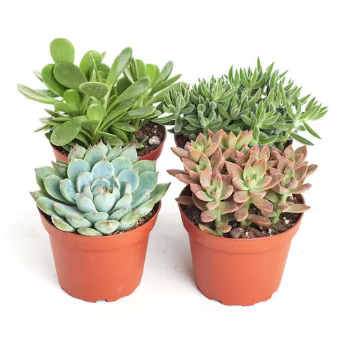 [HOUSEPLANT] Assorted 4" Succulents