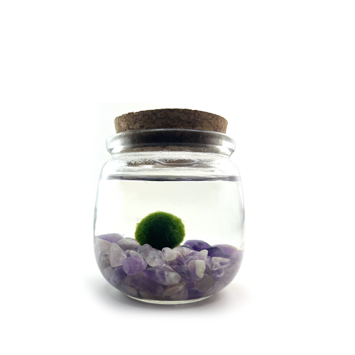 Moss Chico - Amethyst