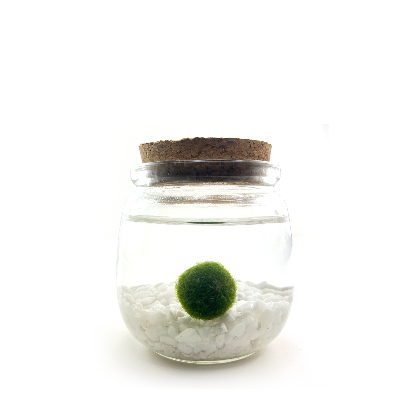 Moss Chico - Classic White