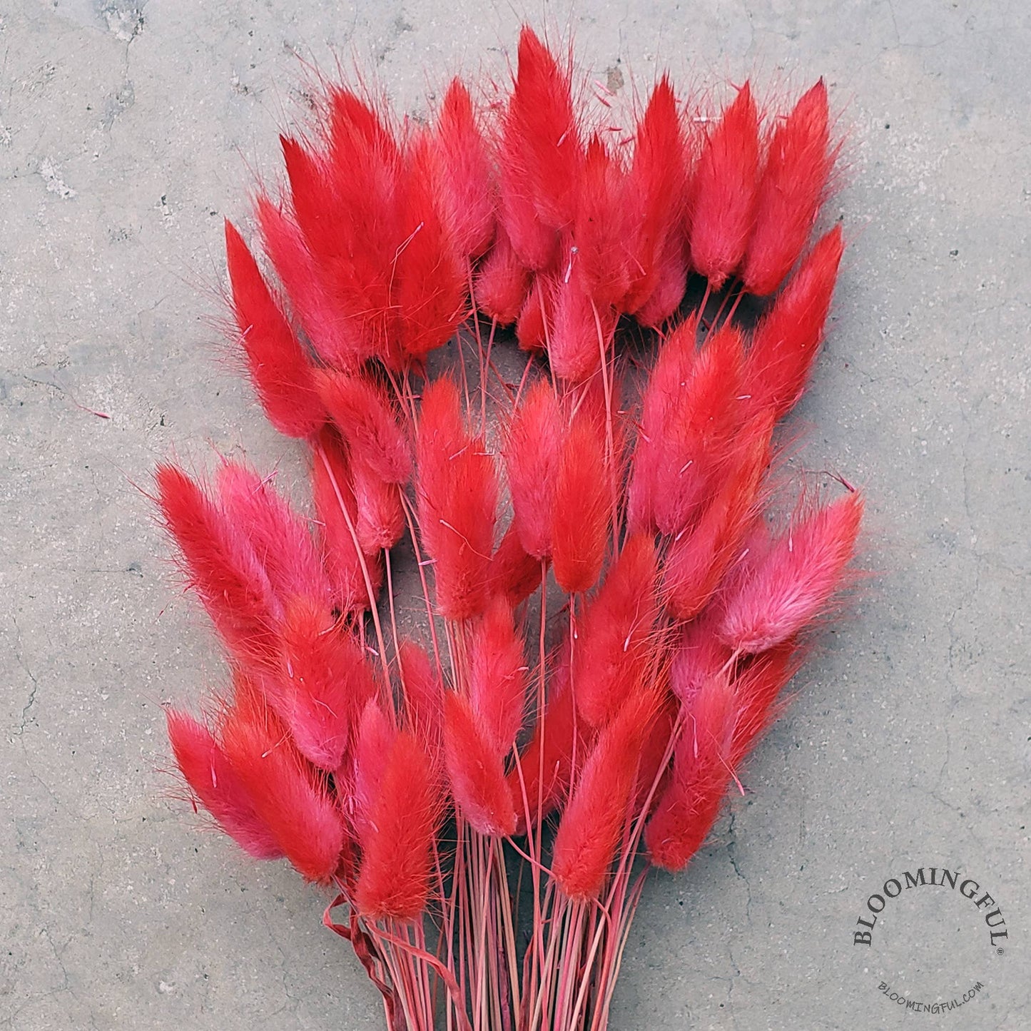 [DRIED] Bunny Tails - Watermelon Red