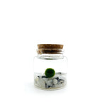 Moss Rico - Moonstone 